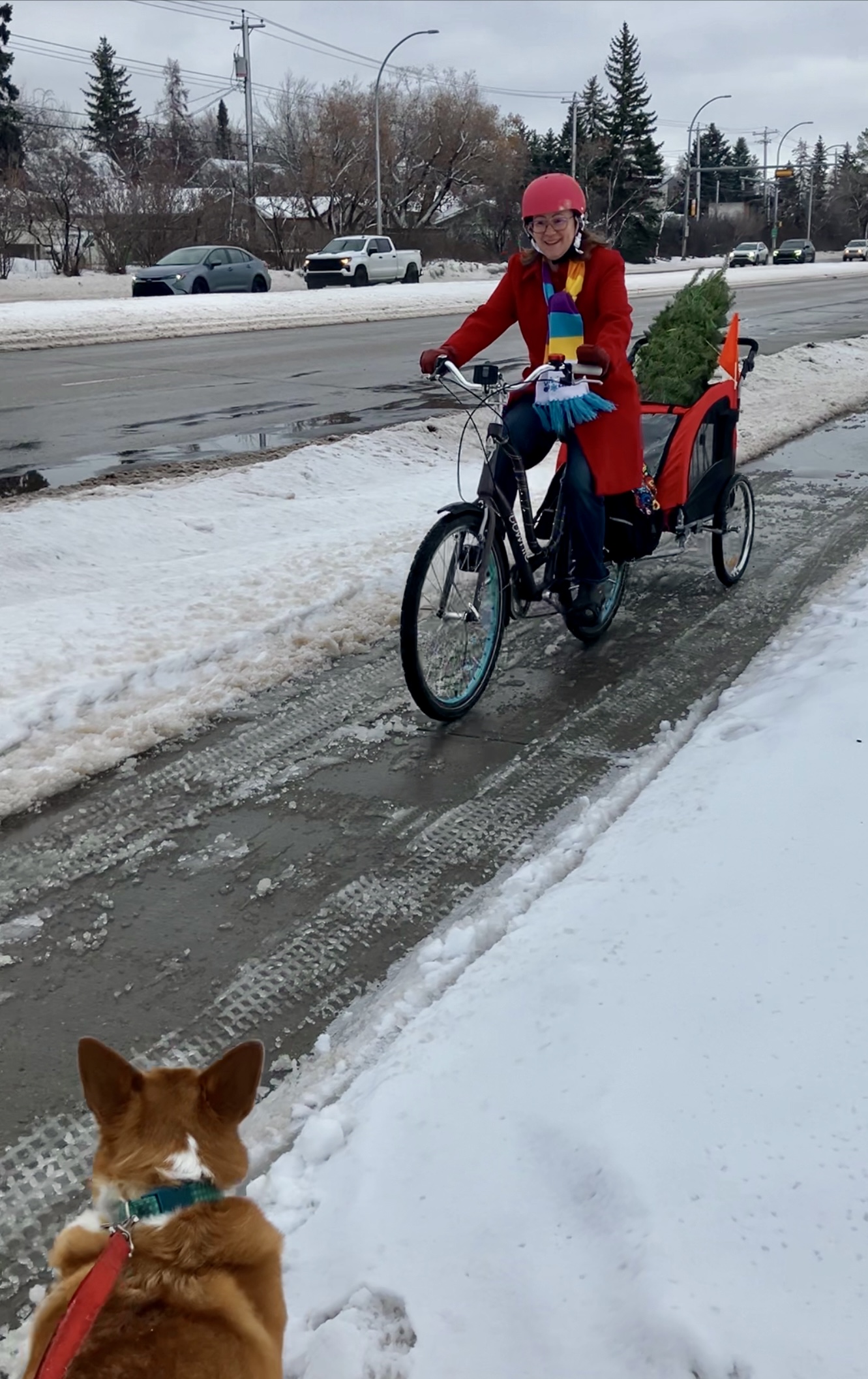 Isla on a bike,in the winter, pulling a trailer with a Christmas tree in it, and a corgi on a red leash in the foreground.